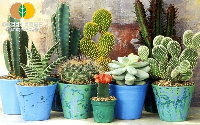 Khi cây mềm, thay giá thể trồng xương rồng mới là cách sơ cứu hiệu quả