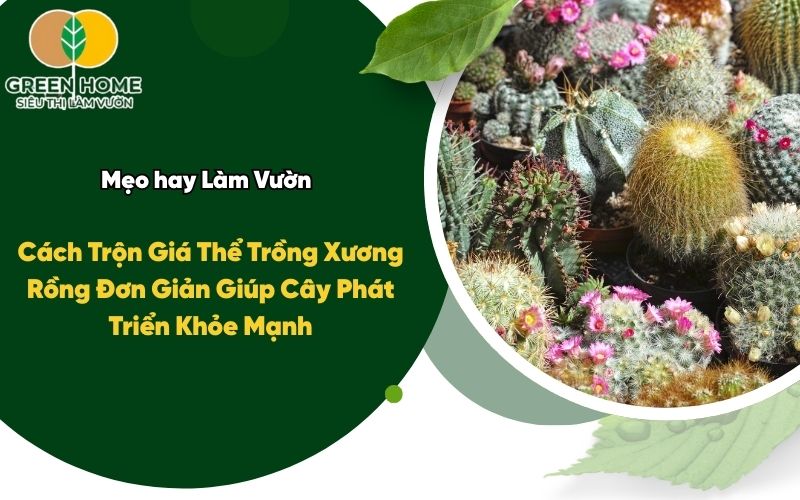 Cách Trộn Giá Thể Trồng Xương Rồng Đơn Giản Giúp Cây Phát Triển Khỏe Mạnh