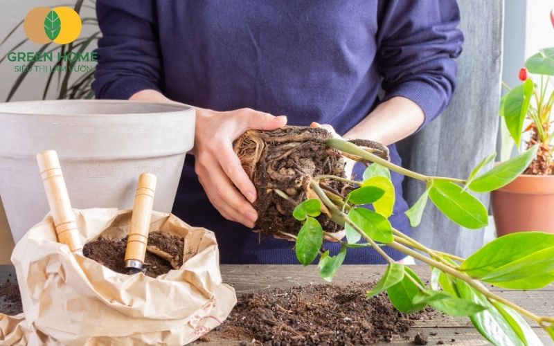 Hỗn hợp đất sạch, dinh dưỡng cân bằng hỗ trợ cây xanh tốt lâu dài