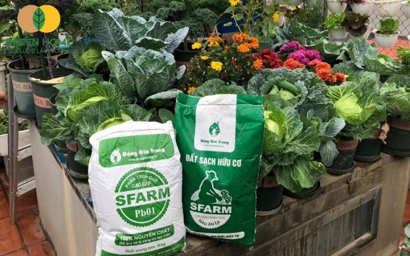 Rau ăn lá xanh mướt được trồng trên nền đất sạch Sfarm giàu dinh dưỡng
