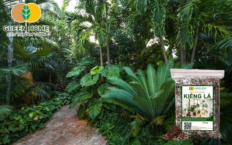 Mỗi loại cây kiểng lá cần tỷ lệ giá thể khác nhau để phát triển tối ưu
