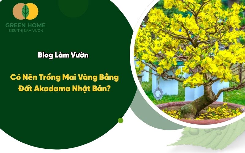 Có Nên Trồng Mai Vàng Bằng Đất Akadama Nhật Bản?