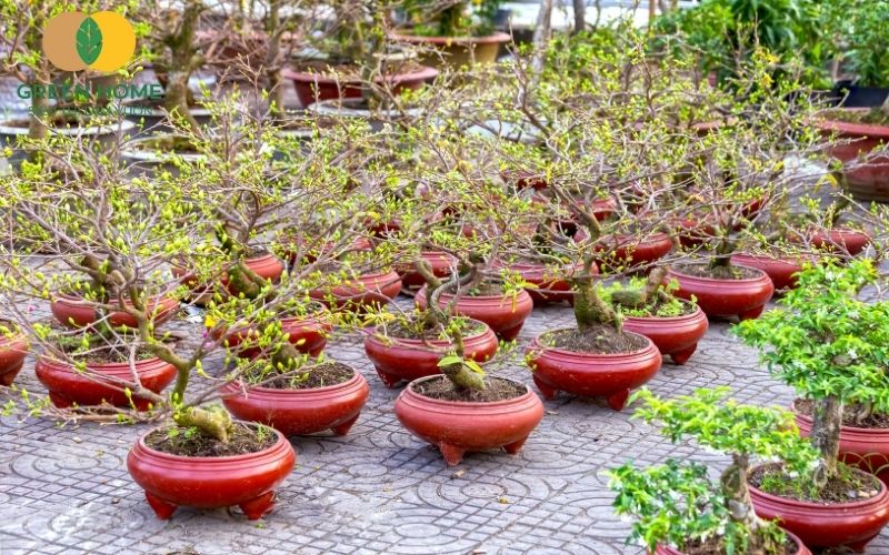 Đặc điểm nổi bật của đất akadama trồng mai là giữ ẩm nhưng không gây úng