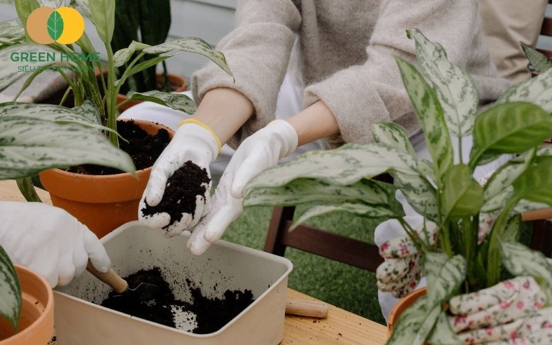 Sản phẩm đất sạch Sfarm được kiểm định chất lượng nghiêm ngặt