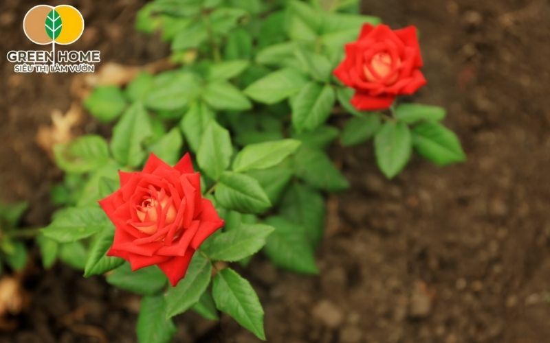 Đất đỏ bazan cung cấp nền tảng dinh dưỡng ổn định giúp cây phát triển.