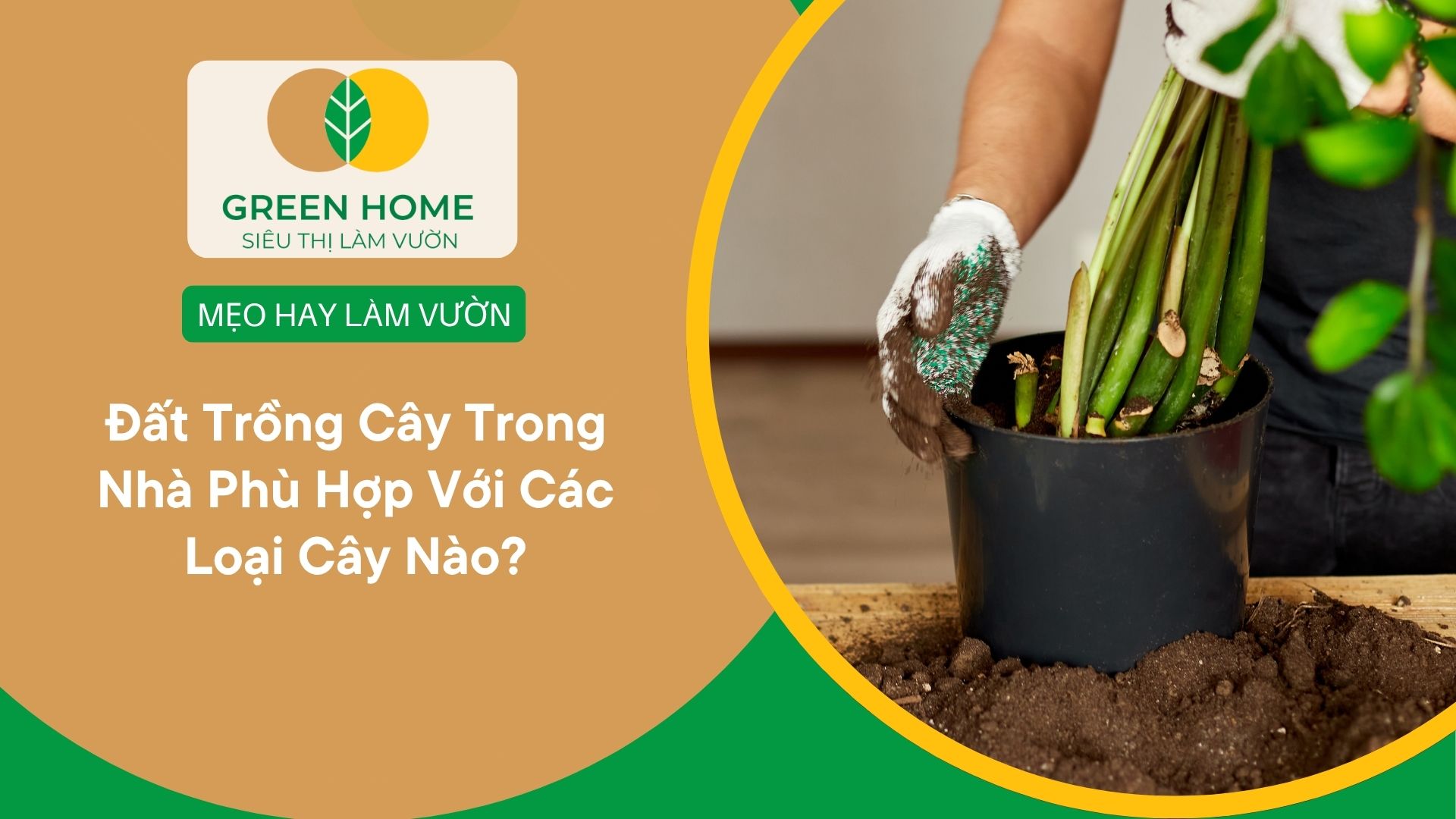 Đất Trồng Cây Trong Nhà Phù Hợp Với Các Loại Cây Nào?