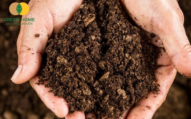 Kết cấu mịn, dễ cấy trồng của đất sạch Sfarm phù hợp cho nhiều loại cây
