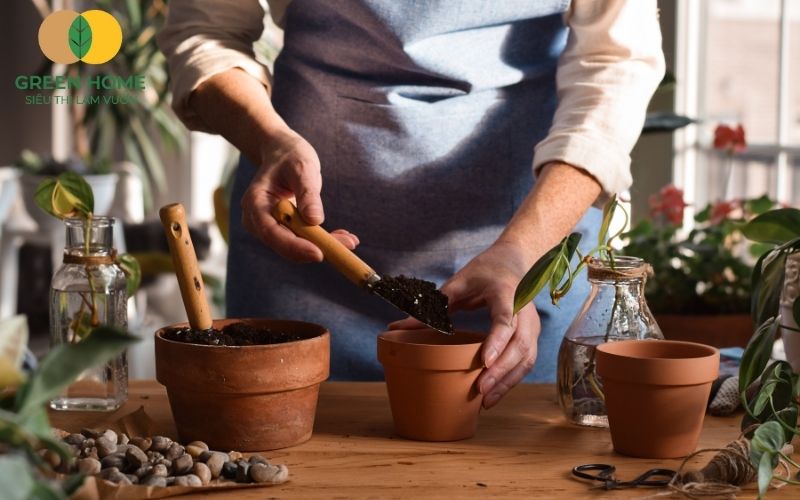 Rễ trầu bà phát triển mạnh mẽ nhờ giá thể trồng cây trầu bà giàu dinh dưỡng