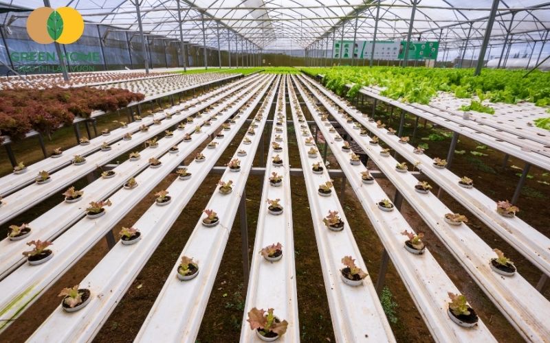 Giá thể trồng thủy canh giúp cây đứng vững, phát triển đều trong môi trường không đất