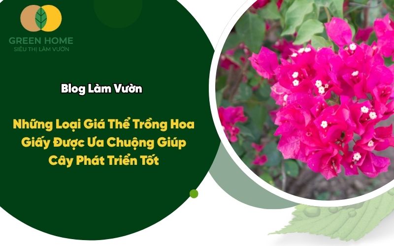 Những Loại Giá Thể Trồng Hoa Giấy Được Ưa Chuộng Giúp Cây Phát Triển Tốt