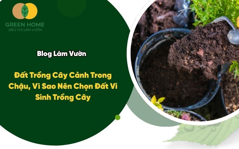 Đất Trồng Cây Cảnh Trong Chậu, Vì Sao Nên Chọn Đất Vi Sinh Trồng Cây