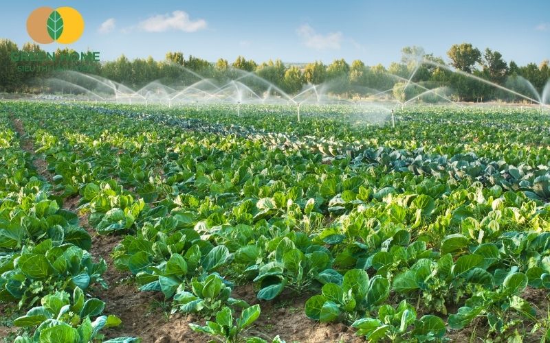 Rau cải xanh phát triển tốt trên nền đất trồng rau sạch giữ ẩm hiệu quả
