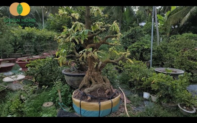 Hình ảnh rễ mai phát triển khỏe trong lớp đất akadama trồng mai