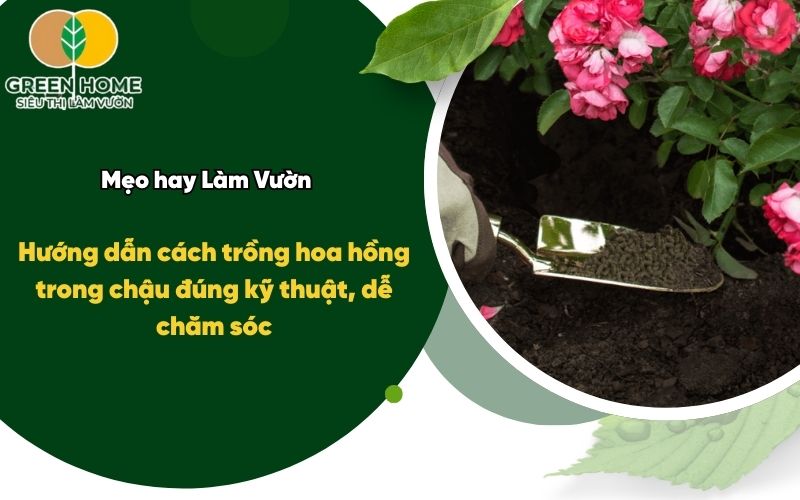 Hướng dẫn cách trồng hoa hồng trong chậu đúng kỹ thuật, dễ chăm sóc