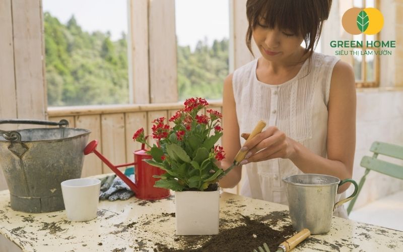 Rễ cây phát triển tốt nhờ đất trồng cây cảnh trong nhà thông thoáng và giàu dinh dưỡng