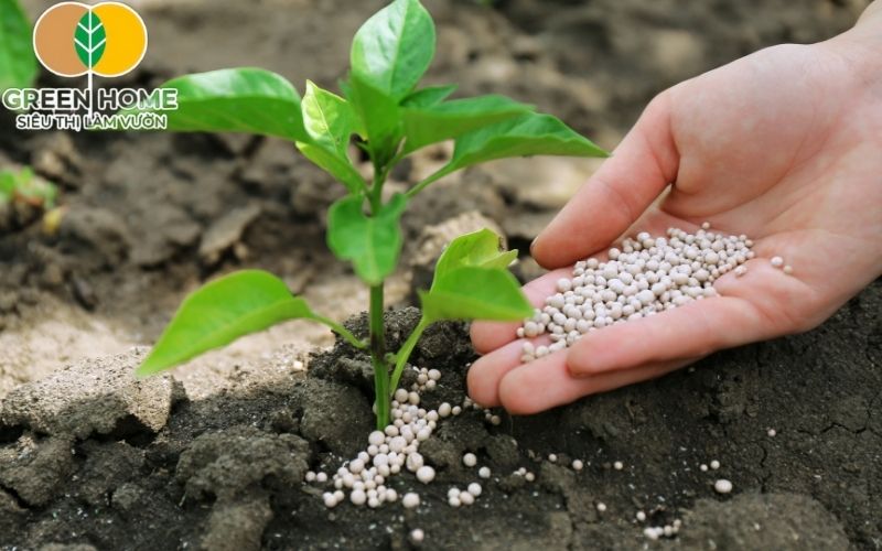 Đất trồng cây cảnh cần có cấu trúc tơi xốp và giàu khoáng chất từ đất thịt nhẹ hoặc phù sa.