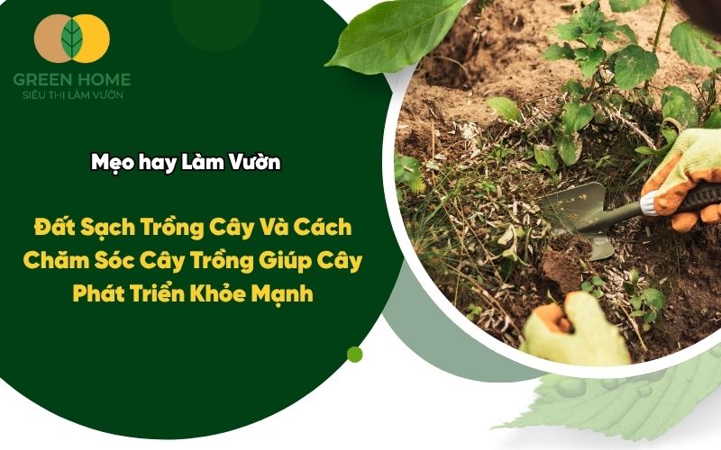 Đất Sạch Trồng Cây Và Cách Chăm Sóc Cây Trồng Giúp Cây Phát Triển Khỏe Mạnh