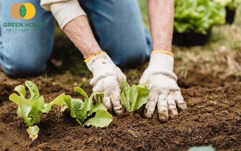 Gieo mầm rau cải trên lớp đất trồng rau sạch mới làm xong
