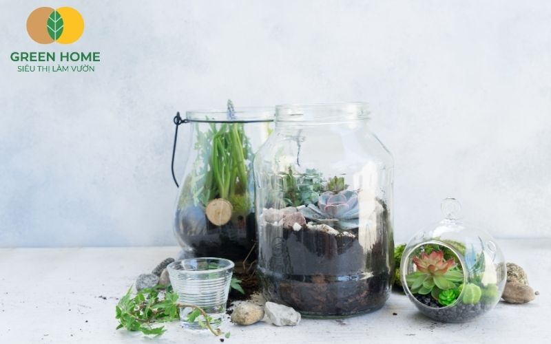 Đất để trồng sen đá lý tưởng là loại đất thoát nước tốt và không giữ ẩm quá lâu.