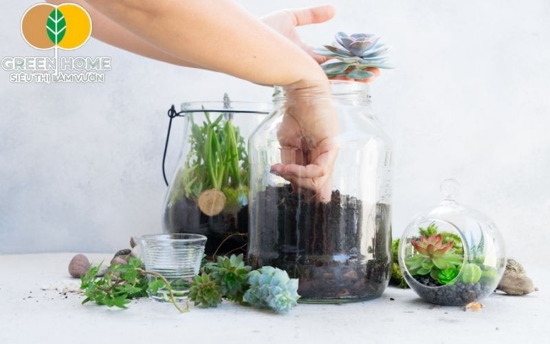 Đất để trồng sen đá lý tưởng là loại đất thoát nước tốt và không giữ ẩm quá lâu.