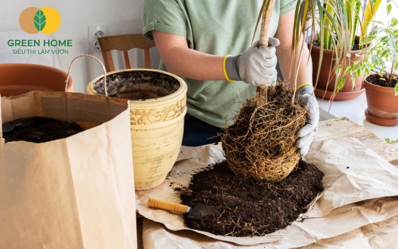 Công thức đất trồng cây cảnh trong nhà lý tưởng: đất sạch, trấu hun, xơ dừa