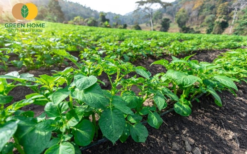 Trồng rau bằng giá thể trồng rau đơn giản tại nhà
