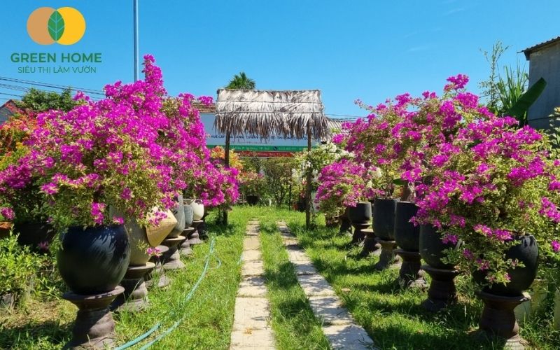 Giá thể trồng hoa giấy đạt chuẩn giúp cây bám rễ chắc và ra hoa đều