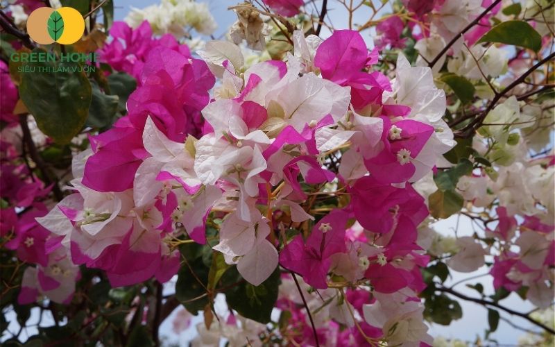 Tạo môi trường lý tưởng với giá thể trồng hoa giấy tơi xốp, thông thoáng