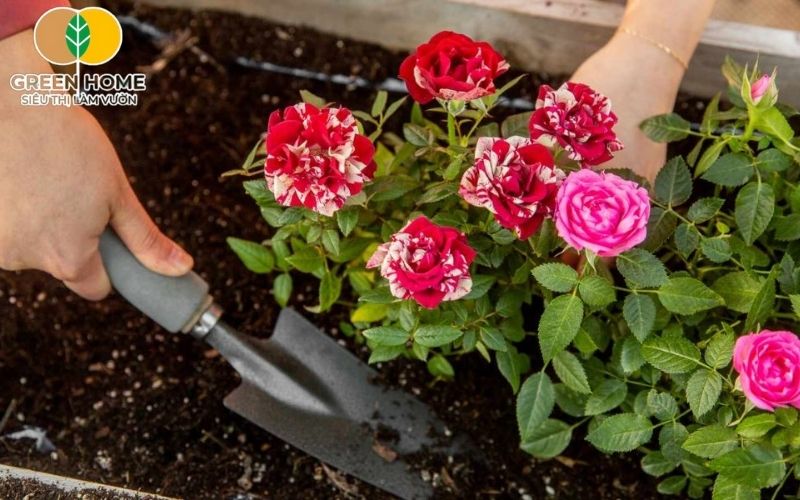 Cách chăm sóc hoa hồng trong chậu khoa học giúp kéo dài thời gian nở hoa
