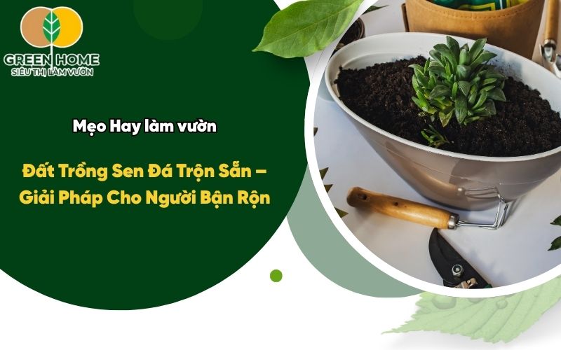 Đất Trồng Sen Đá Trộn Sẵn – Giải Pháp Cho Người Bận Rộn