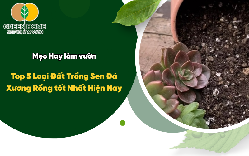 Top 5 Loại Đất Trồng Sen Đá Xương Rồng tốt Nhất Hiện Nay