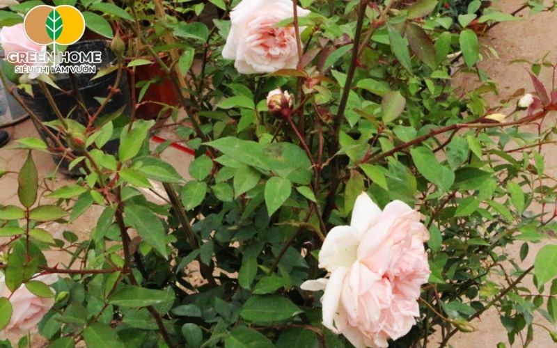 Ánh sáng đủ là yếu tố quan trọng trong cách chăm sóc hoa hồng trong chậu