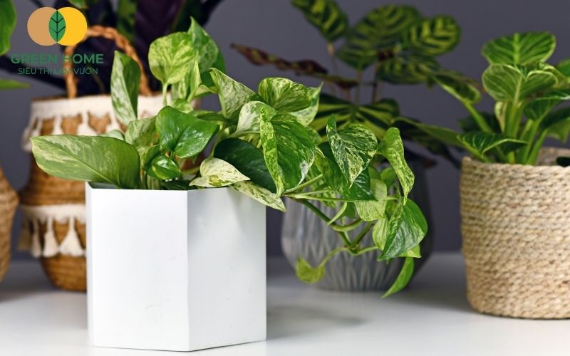 Kết cấu lý tưởng của giá thể trồng cây trầu bà giúp cây ít bị úng rễ