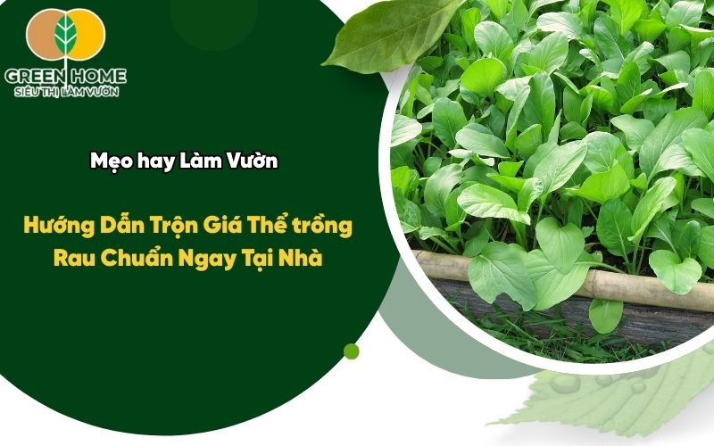 Hướng Dẫn Trộn Giá Thể trồng Rau Chuẩn Ngay Tại Nhà