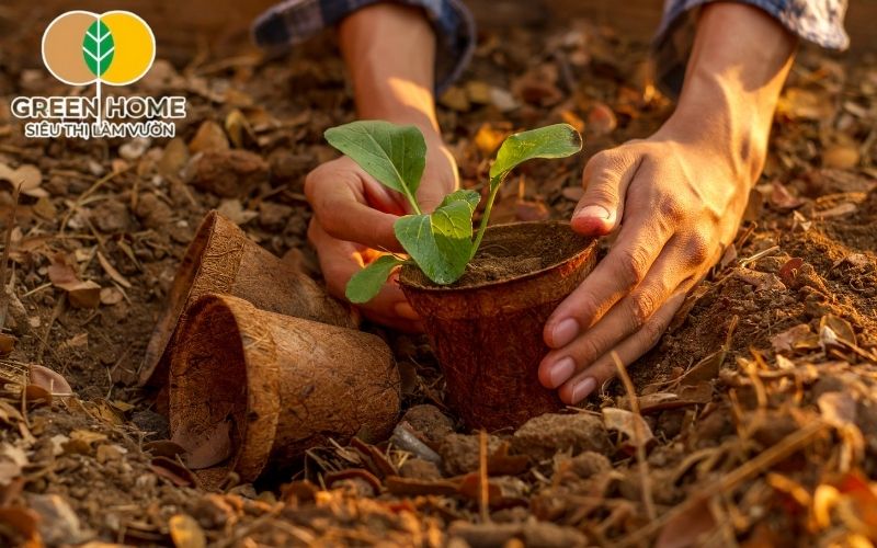 Tỷ lệ phối trộn giá thể trồng rau gồm phân hữu cơ, xơ dừa, đất sét