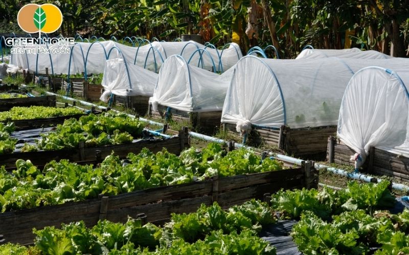 Khử trùng nguyên liệu trước khi trộn để diệt trừ mầm bệnh