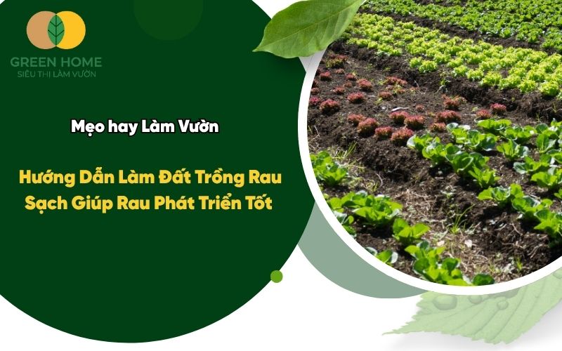 Hướng Dẫn Làm Đất Trồng Rau Sạch Giúp Rau Phát Triển Tốt