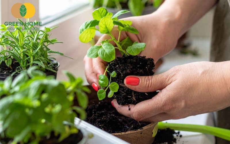 Trộn đất với trấu hun, xơ dừa và đá perlite – bí quyết giữ ẩm mà không gây úng