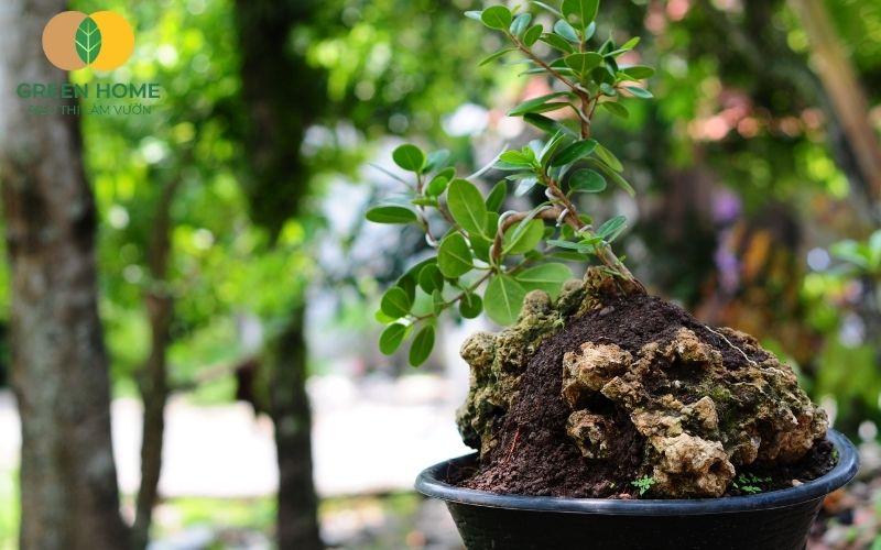 Chọn nguyên liệu sạch, đúng tỷ lệ là chìa khóa cho giá thể trồng bonsai đạt chuẩn.