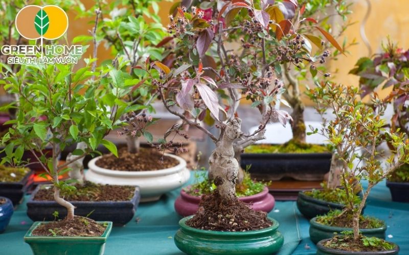 Chọn nguyên liệu sạch, đúng tỷ lệ là chìa khóa cho giá thể trồng bonsai đạt chuẩn.