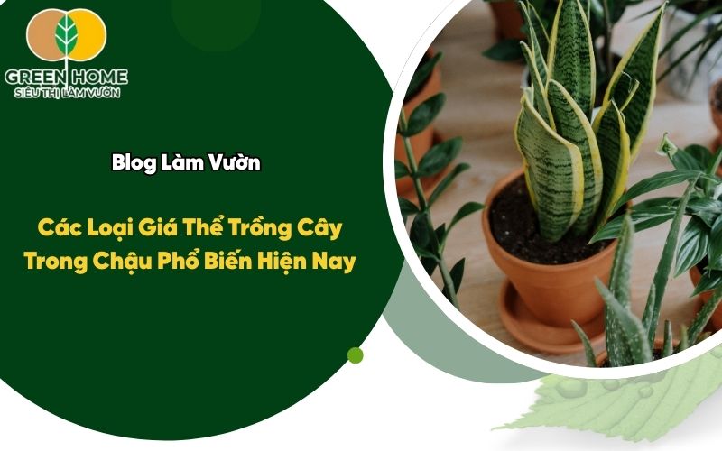 Các Loại Giá Thể Trồng Cây Trong Chậu Phổ Biến Hiện Nay