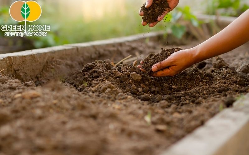 Đất trồng cây cảnh phù hợp giúp hạn chế sâu bệnh và kéo dài tuổi thọ của cây.