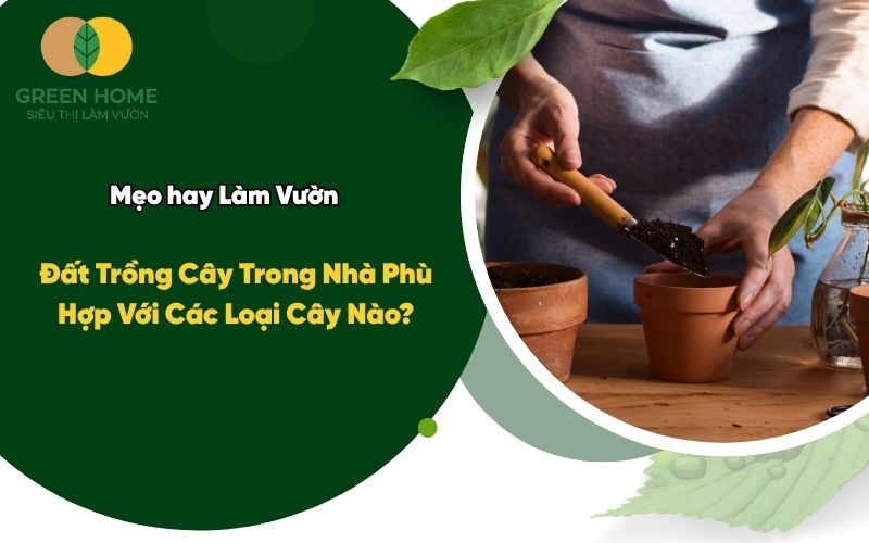 Đất Trồng Cây Trong Nhà Phù Hợp Với Các Loại Cây Nào?