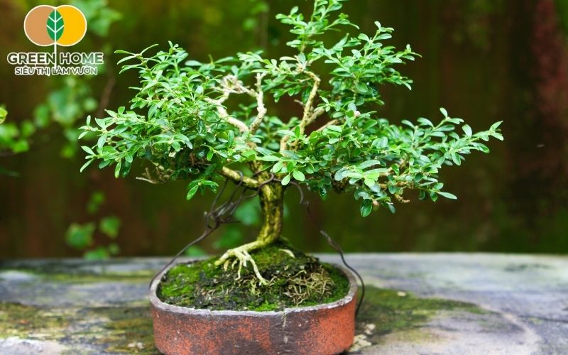 Giá thể trồng cây cảnh nhẹ, xốp, giữ ẩm tốt, thích hợp cho cây con và gieo hạt.