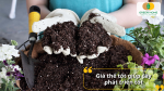 Giá thể trồng hoa tốt giúp hoa phát triển
