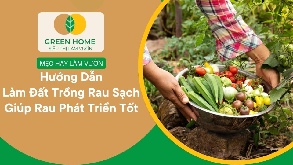 Hướng Dẫn Làm Đất Trồng Rau Sạch Giúp Rau Phát Triển Tốt