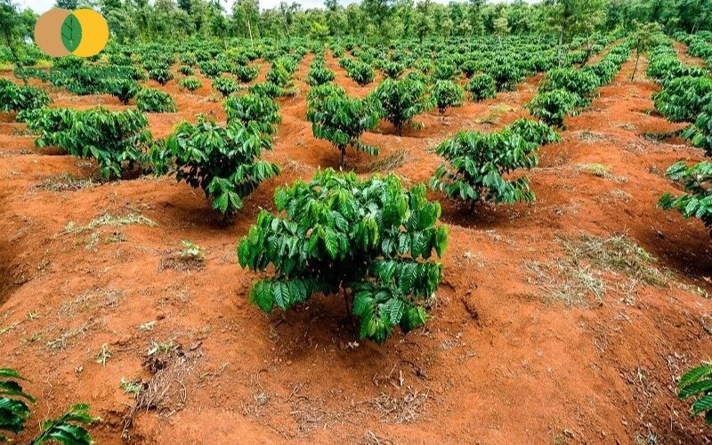 Canh tác bền vững trên đất đỏ bazan cần hiểu rõ đặc tính đất