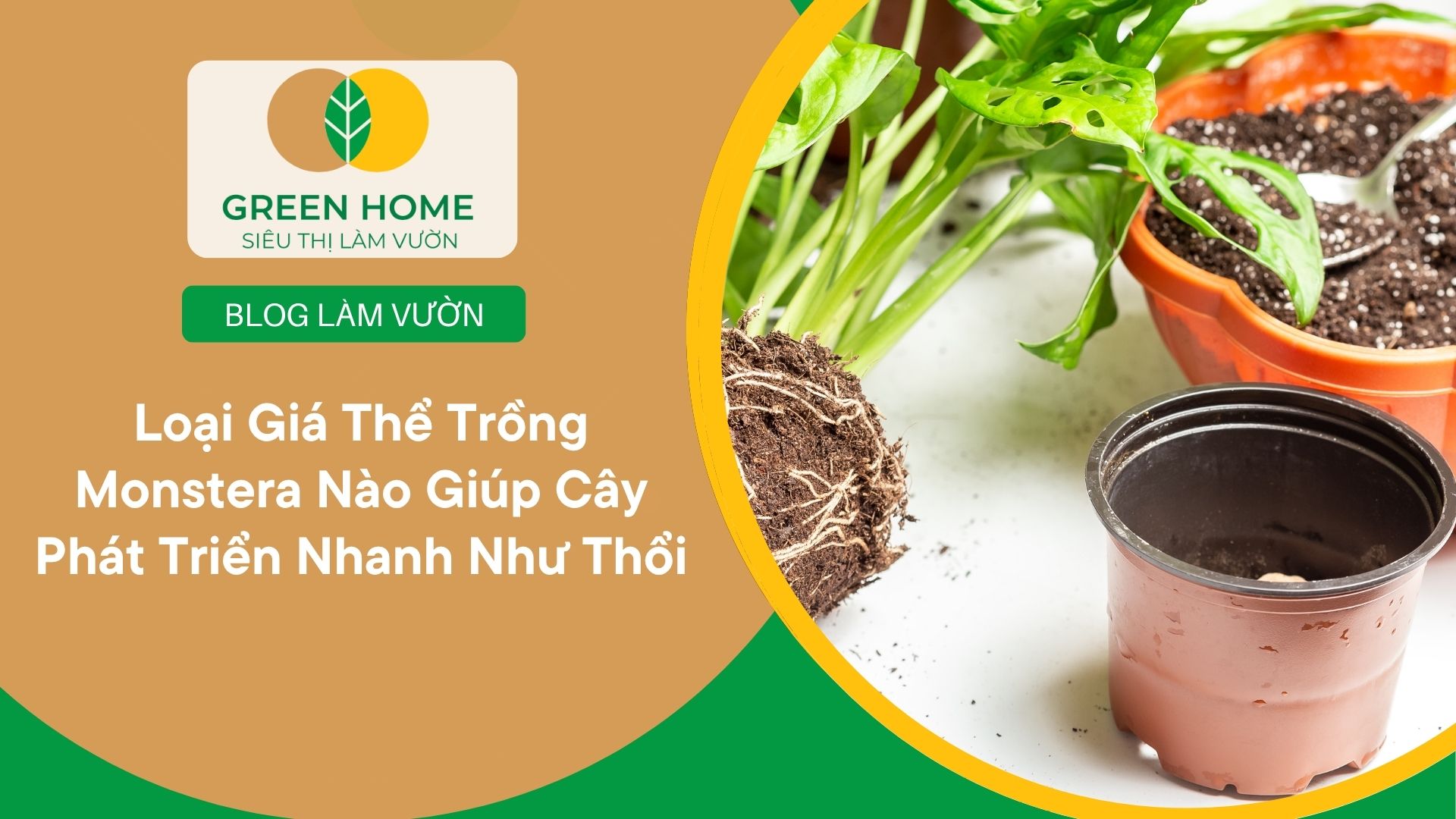 Loại Giá Thể Trồng Monstera Nào Giúp Cây Phát Triển Nhanh Như Thổi
