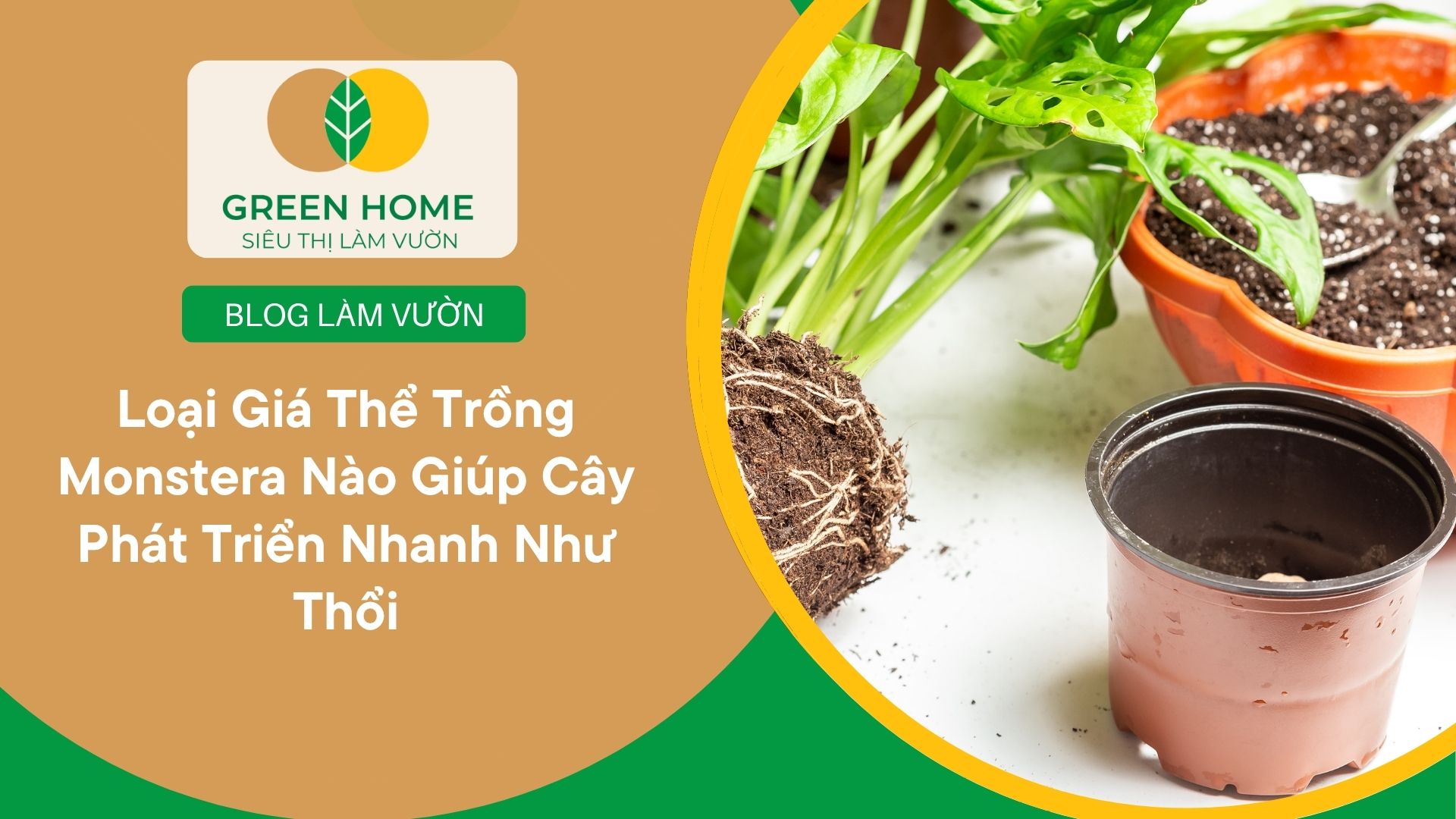 Loại Giá Thể Trồng Monstera Nào Giúp Cây Phát Triển Nhanh Như Thổi