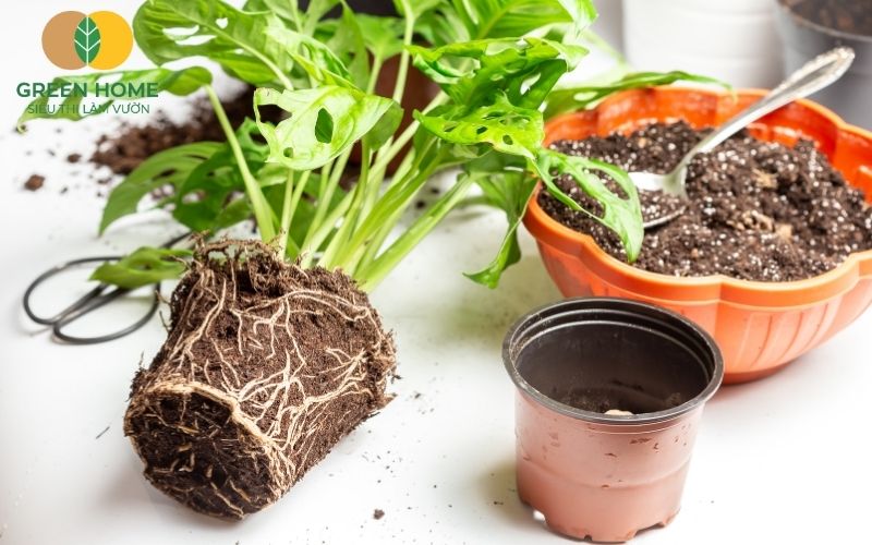 Giá thể trồng monstera tăng khả năng hấp thu dinh dưỡng và nước hiệu quả